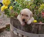 Small Photo #1 Labrador Retriever Puppy For Sale in PRESCOTT, OR, USA