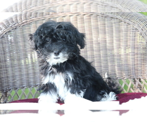 Havanese Puppy for sale in SHILOH, OH, USA