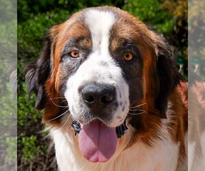 Saint Bernard Dogs for adoption in Albuquerque, NM, USA