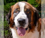 Small Saint Bernard