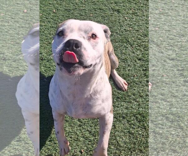 Medium Photo #4 Staffordshire Bull Terrier-Unknown Mix Puppy For Sale in Rockwall, TX, USA