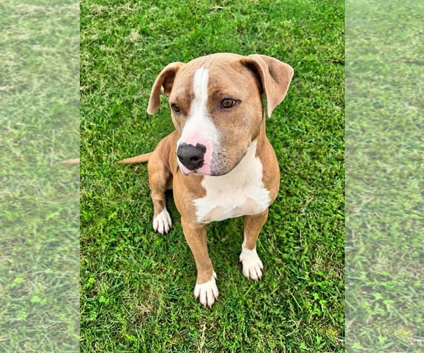 Medium Photo #3 Mutt Puppy For Sale in Rustburg, VA, USA