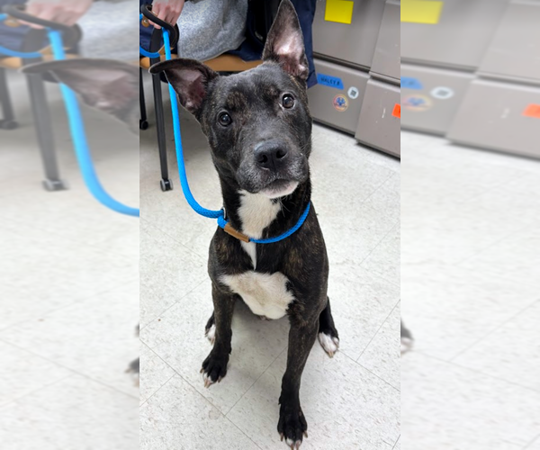 Medium Photo #2 American Pit Bull Terrier-Unknown Mix Puppy For Sale in Rowlett, TX, USA