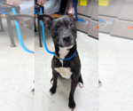 Small #1 American Pit Bull Terrier Mix