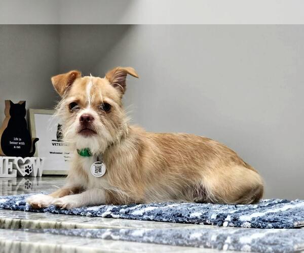 Medium Photo #1 ShiChi Puppy For Sale in Missouri City, TX, USA