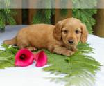 Small #4 Dachshund