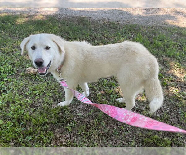 Medium Photo #3 Great Pyrenees-Unknown Mix Puppy For Sale in Croydon, NH, USA