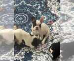 Small #1 French Bulldog