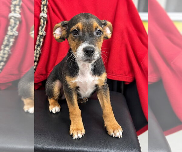 Medium Photo #1 Mutt Puppy For Sale in Walnutport, PA, USA