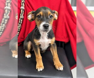 Mutt Dogs for adoption in Walnutport, PA, USA