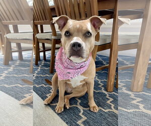 Mutt Dogs for adoption in Techny, IL, USA
