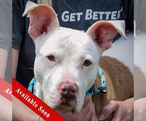 American Staffordshire Terrier-Boxer Mix Dogs for adoption in Huntley, IL, USA