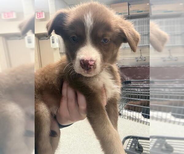 Medium Photo #1 Anatolian Shepherd-Unknown Mix Puppy For Sale in Conroe, TX, USA