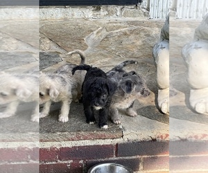 Poodle (Miniature)-Shorkie Tzu Mix Puppy for sale in BALTIMORE, MD, USA