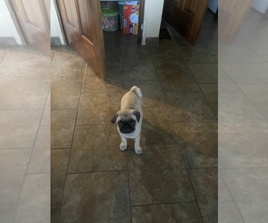 Pug Puppy for sale in INDEPENDENCE, KY, USA