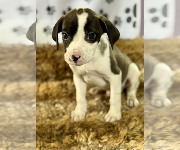 Medium Photo #3 Bulldog-Labrador Retriever Mix Puppy For Sale in SHERBURNE, NY, USA