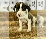 Small #2 Bulldog-Labrador Retriever Mix