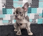 Small Photo #15 French Bulldog Puppy For Sale in BLAKESBURG, IA, USA