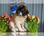 Puppy Vince Saint Bernard