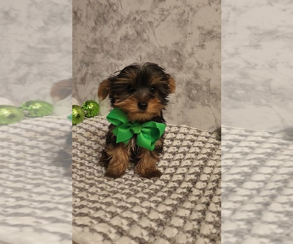 Medium Photo #2 Yorkshire Terrier Puppy For Sale in INDIANAPOLIS, IN, USA
