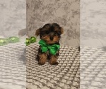 Small #1 Yorkshire Terrier