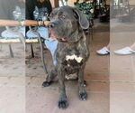 Small #3 Mutt
