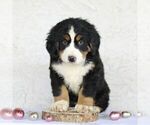 Small Photo #6 Bernese Mountain Dog Puppy For Sale in ATGLEN, PA, USA