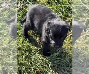 Medium Labrador Retriever