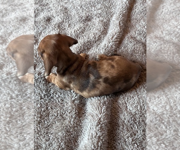 Medium Photo #2 Dachshund Puppy For Sale in SOUTHINGTON, OH, USA