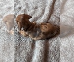 Small #1 Dachshund