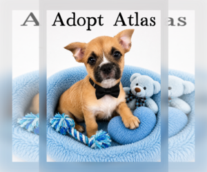 Cairn Terrier Dogs for adoption in Menifee, CA, USA