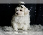 Small #2 Maltipoo