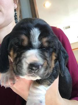 Medium Photo #1 Basset Hound Puppy For Sale in LOWRY CITY, MO, USA