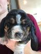 Small Photo #1 Basset Hound Puppy For Sale in LOWRY CITY, MO, USA
