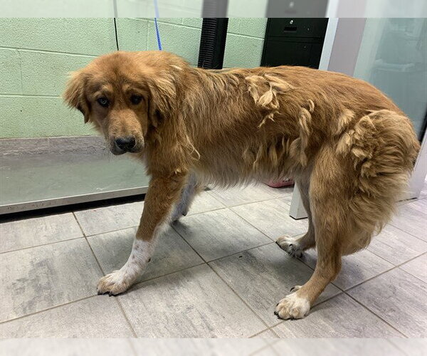 Medium Photo #1 Great Pyrenees-Unknown Mix Puppy For Sale in Grand Prairie, TX, USA