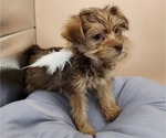 Small Photo #6 YorkiePoo Puppy For Sale in BLUE MOUND, TX, USA