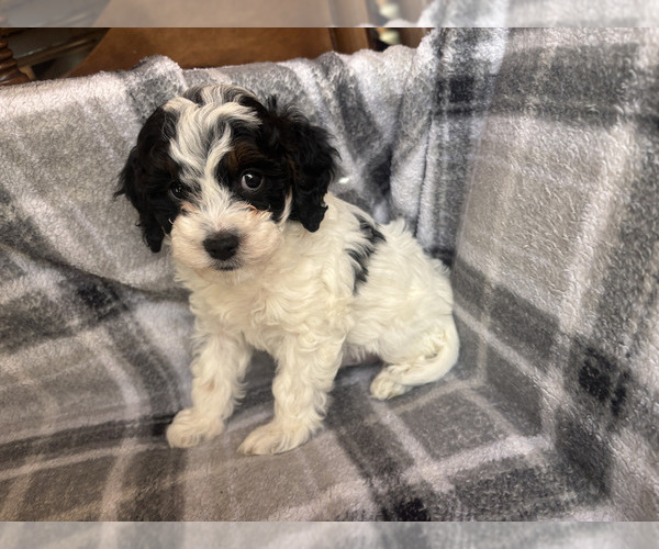 Medium Photo #2 Cavapoo (Miniature) Puppy For Sale in SPRING HILL, TN, USA