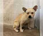 Small French Bulldog Mix