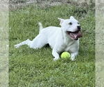 Small #2 American Pit Bull Terrier Mix