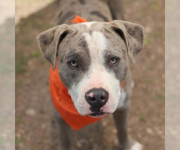 Medium Photo #1 American Staffordshire Terrier-Unknown Mix Puppy For Sale in San Antonio, TX, USA