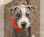 Small American Staffordshire Terrier Mix
