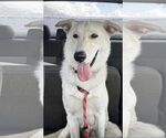 Small #1 German Shepherd Dog-Great Pyrenees Mix