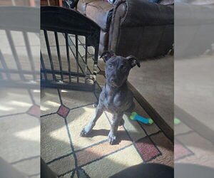 Mutt Dogs for adoption in Fremont, CA, USA