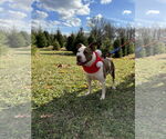 Small #4 American Pit Bull Terrier Mix
