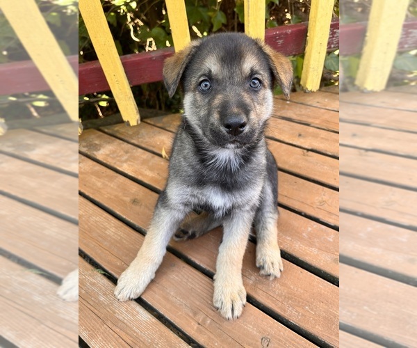 Medium Photo #1 German Shepherd Dog Puppy For Sale in BURLINGTON, WA, USA