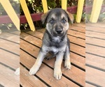 Small Photo #1 German Shepherd Dog Puppy For Sale in BURLINGTON, WA, USA