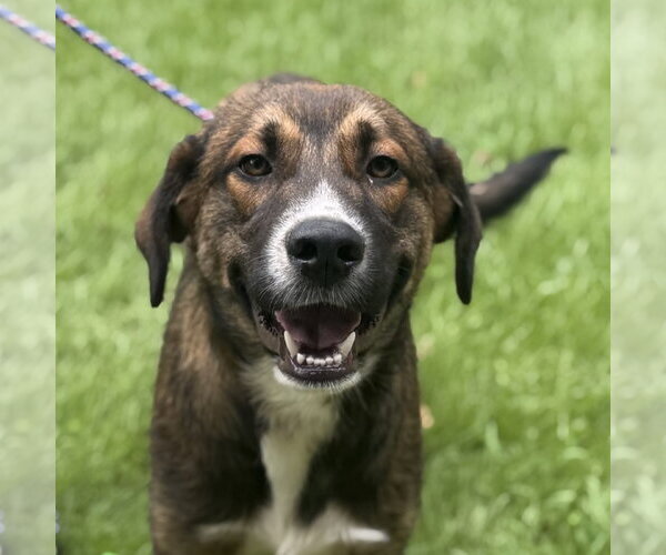 Medium Photo #2 Mutt Puppy For Sale in Yardley, PA, USA