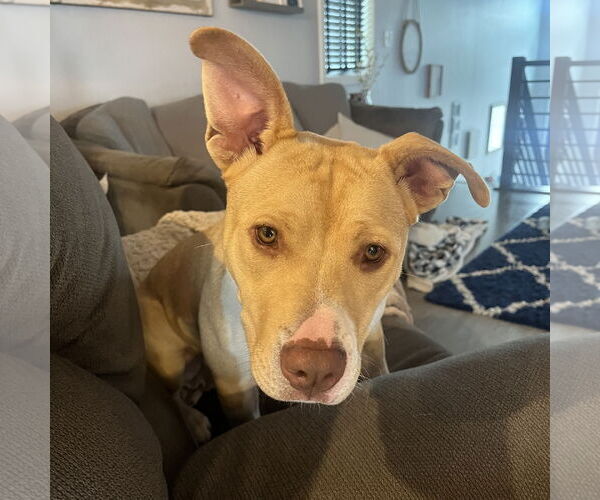 Medium Photo #37 American Pit Bull Terrier-Unknown Mix Puppy For Sale in Fargo, ND, USA
