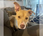 Small #36 American Pit Bull Terrier Mix