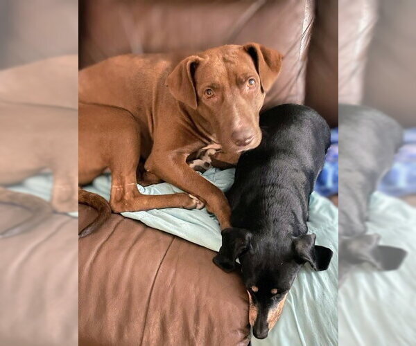 Medium Photo #7 Retriever -Unknown Mix Puppy For Sale in columbia, SC, USA